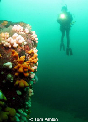 Diver at St Abbs by Tom Ashton 